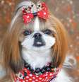Shih tzu é a segunda raça de cães mais querida pelos brasileiros  Foto: Pixabay
