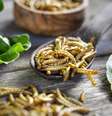 Minhocas são utilizadas na culinária ao redor do mundo  Foto: ollo / iStock