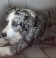 Jolie, da raça border collie, caiu de um barco e percorreu cerca de 185 km até ser encontrada por banhistas em Águilas, sul da Espanha  Foto: @ComarcalTV / Reprodução/Facebook