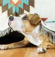 Fogos de artifício, rojões e outros ruídos podem ser prejudiciais aos pets e é preciso tomar alguns cuidados.    Foto: Shutterstock/Divulgação PremieRpet® / Estadão