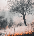 Incêndio florestal  Foto: CanvaPro