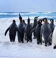 Pinguins pararam de voar muito antes da formação das camadas de gelo polar (Imagem: kwestdigital/envato)  Foto: Canaltech
