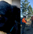 Cachorro leva equipes de resgate até onde seu dono sofreu acidente nos EUA.  Foto: reprodução / Nevada County Sheriff's Search & Rescue