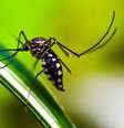 IA brasileira pode prever surtos de dengue com três meses de antecedência (Imagem: Shammiknr/Pixabay)  Foto: Canaltech