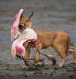 Um caracal carregando sua presa, um flamingo, em Ndutu, República da Tanzânia  Foto: Dennis Stogsdill / Nature TTL / BBC News Brasil
