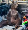 Ursa fica 'chapada' após comer mel alucinógeno e é resgatada na Turquia  Foto: Reuters