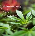 Canabidiol pode ser usado no tratamento da ansiedade  Foto: Shutterstock / Saúde em Dia