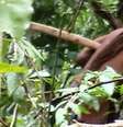 Imagens do indígena são raras, como esta retirada de um vídeo gravado por agentes da Funai em 2018  Foto: DW / Deutsche Welle
