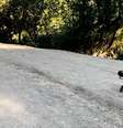 Cão-robô aprende a andar em terrenos desafiadores em 20 minutos  Foto: Reprodução / YouTube Laura Smith
