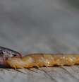 A cobra Tantilla oolitica com parte do corpo da centopeia gigante na boca  Foto: Divulgação