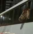 Cavalo é flagrado 'viajando' de ônibus em SC  Foto: Instagram / Reprodução