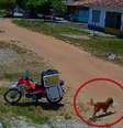 Cachorro furtando pedido de motoboy  Foto: Twitter/@birobiroap / Estadão