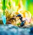Existem cerca de 20 quatrilhões de formigas no planeta, segundo estudo da Universidade de Hong Kong  Foto: Guillaume de Germain / Unsplash
