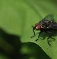 Mosca pode transportar vírus e bactérias ao posar na comida (Imagem: Robert Kresse/Unsplash)  Foto: Canaltech