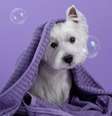O banho ajuda a prevenir doenças dermatológicas nos pets  Foto: Shutterstock / Portal EdiCase