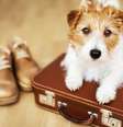 Viajar com pets eleição  Foto: Shutterstock / Alto Astral