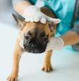 Hérnia de disco em cães  Foto: Shutterstock / Alto Astral
