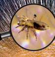 Piolhos: entenda como acontece infestação por insetos nos cabelos  Foto: Shutterstock / Saúde em Dia