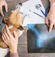Doenças articulares cães  Foto: Shutterstock / Alto Astral