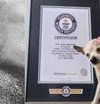Morre Pebbles, cachorro mais velho do mundo  Foto: Instagram/@pebbles_since_2000 / Estadão