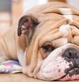 Excesso de peso em pets  Foto: Shutterstock / Alto Astral
