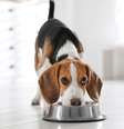Comida natural pets  Foto: Alto Astral