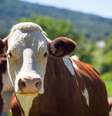 Gel sintético derivado da mucosa de vaca foi 70% eficaz na prevenção da infecção pelo HIV e 80% contra o herpes em testes  Foto: wirestock / Freepik