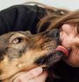 Pets saude mental  Foto: Shutterstock / Alto Astral