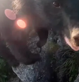 Alpinista conseguiu registrar um ataque de urso no Japão   Foto: Reprodução