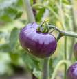  Foto: Aliaksandr Bahdanovich / iStock