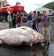 Peixe-lua gigante  Foto: Atlantic Naturalist