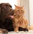 Gatos ou cachorros: saiba qual escolher antes de adotar  Foto: Shutterstock / Alto Astral