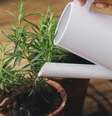 Plantar alecrim  Foto: Shutterstock / Alto Astral