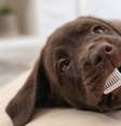 Doenças periodontais pets  Foto: Shutterstock / Alto Astral
