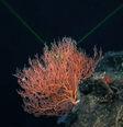 Expedição OceanGate resolve um mistério do Titanic de 26 anos  Foto: Rprodução / YouTube OceanGate Expeditions