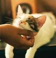 Gato, gatos  Foto: Yerlin Matu / Unsplash