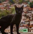 Moradores de favelas do Rio e de Salvador expõem no podcast Brasil Partido grande frustração com políticas de segurança adotadas por governos de direita e de esquerda.  Foto: Getty Images / BBC News Brasil