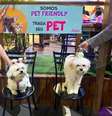 A gelateria é um estabelecimento pet friendly  Foto: Ariane Costa Gomes/Agência Mural