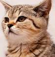 Gatos ignoram tutores pesquisa  Foto: Shutterstock / Alto Astral