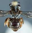A fêmea da espécie de abelha Leioproctus zephyrus, encontrada na Austrália  Foto: Reprodução / Journal of Hymenoptera Research