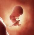 O bebê com 13 semanas de gravidez  Foto: BabyHome