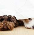 Ansiedade de separação cães  Foto: Shutterstock / Alto Astral