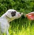 Alergia em pets  Foto: Shutterstock / Alto Astral