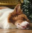 Cachorros sonham  Foto: Shutterstock / Alto Astral