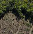 Taxa de desmatamento da Amazônia cresceu 73% durante os três primeiros anos do governo Bolsonaro  Foto: Reuters / BBC News Brasil