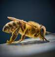 Cruzamento de bioacústica e inteligência artificial abre caminho para monitoramento da biodiversidade  Foto: Aljaž Kavčič / Unsplash