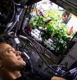 Pimentas em um jardim espacial; Estação Espacial Internacional já testa hortas há algum tempo  Foto: NASA Johnson, CC BY-NC-ND
