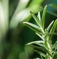 Alecrim erva aromatica  Foto: Shutterstock / Alto Astral