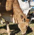 O veganismo é um movimento que luta contra a exploração de animais  Foto: Vegano Periférico