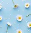 Camomila erva medicinal  Foto: Shutterstock / Alto Astral